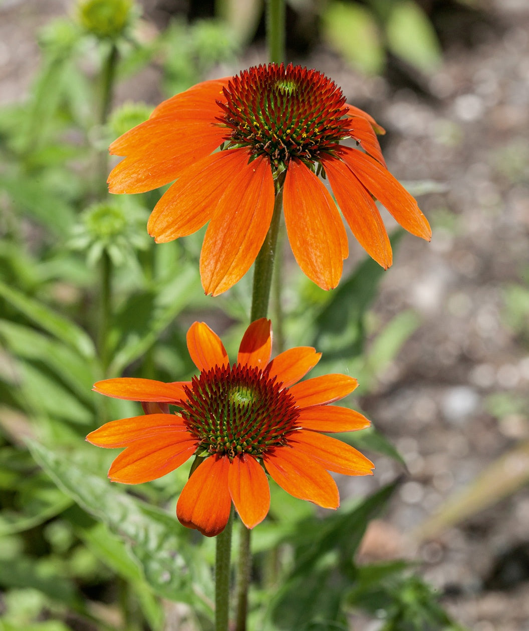 Close up of Sombrero Orange Adobe Orange Coneflower, orange flowers with dark centers