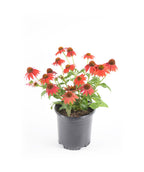 Sombrero Salsa Red Coneflower on white, red flowers with orangish-red centers emerging from green foliage