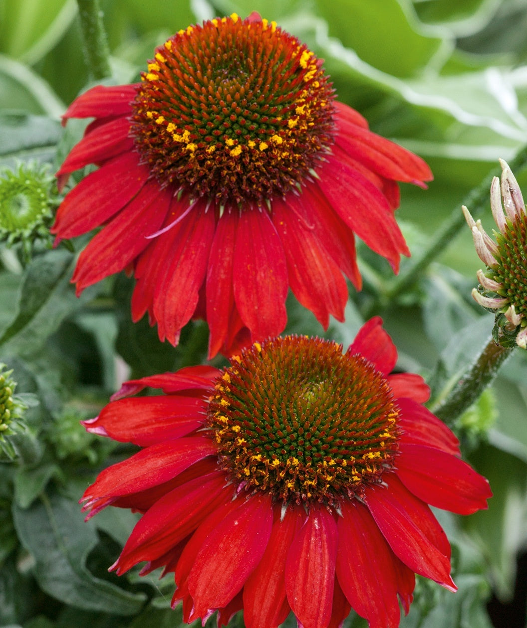 echinacea sombrero salsa red seeds Sombrero® Salsa Red Coneflower