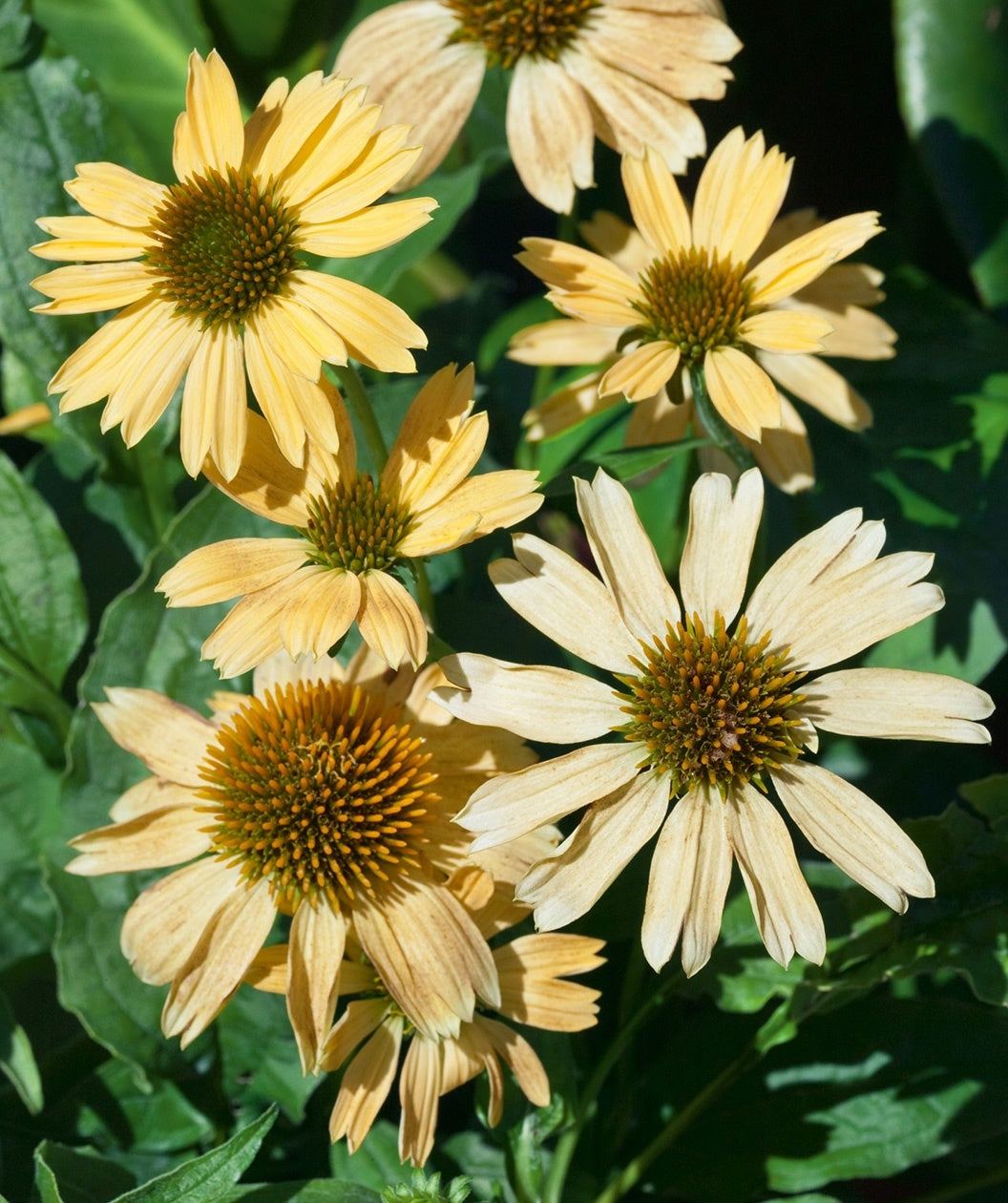Close up of Sombrero Lemon Yellow Coneflower plants bright yellow flowers.