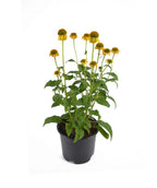 A Sombrero Lemon Yellow Coneflower plant fresh from the grower with a white background.