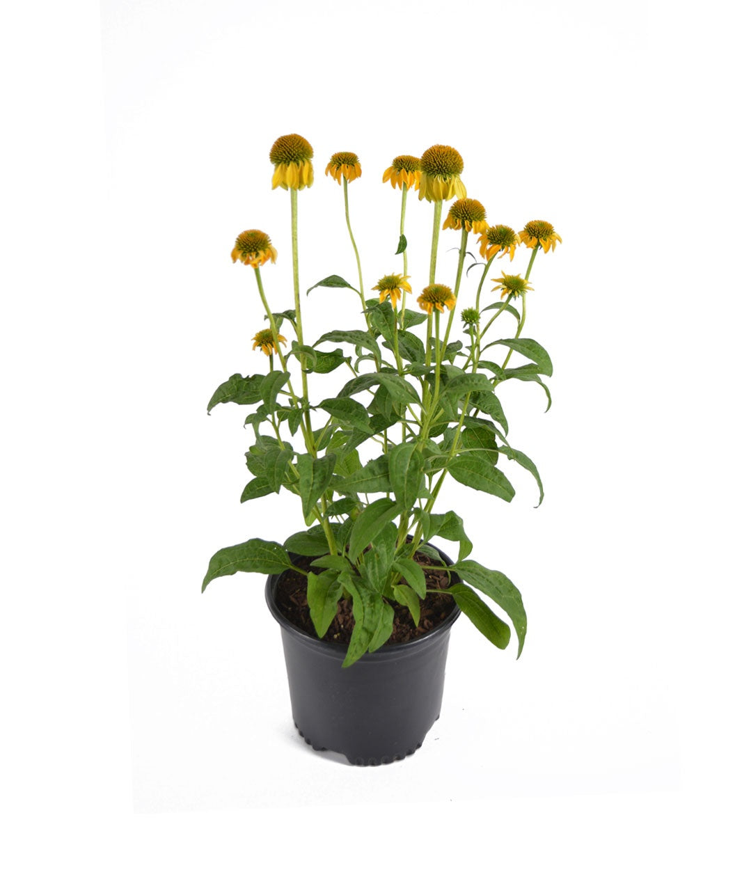 A Sombrero Lemon Yellow Coneflower plant fresh from the grower with a white background.