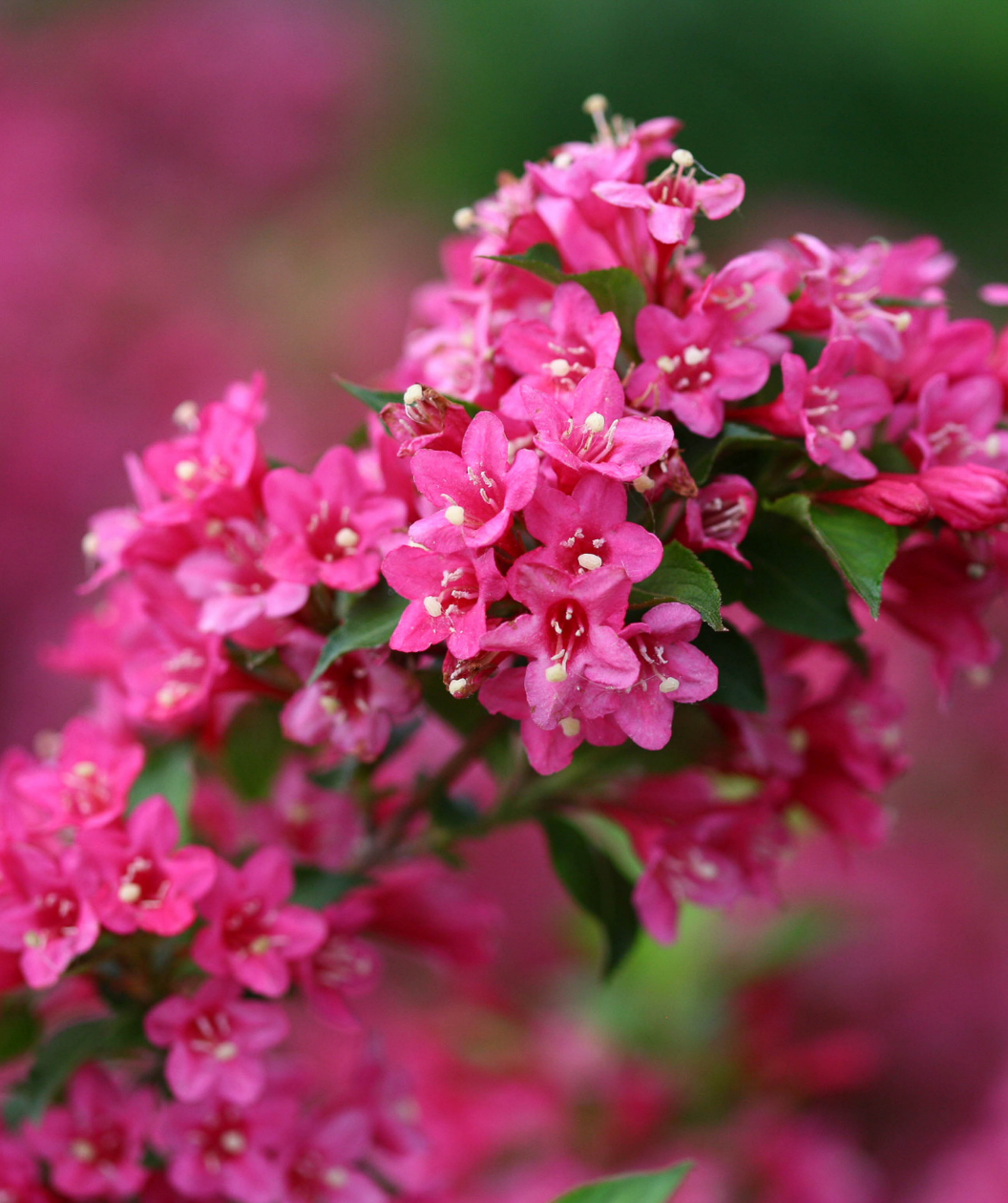 Sonic Bloom® Pink Reblooming Weigela in Bulk