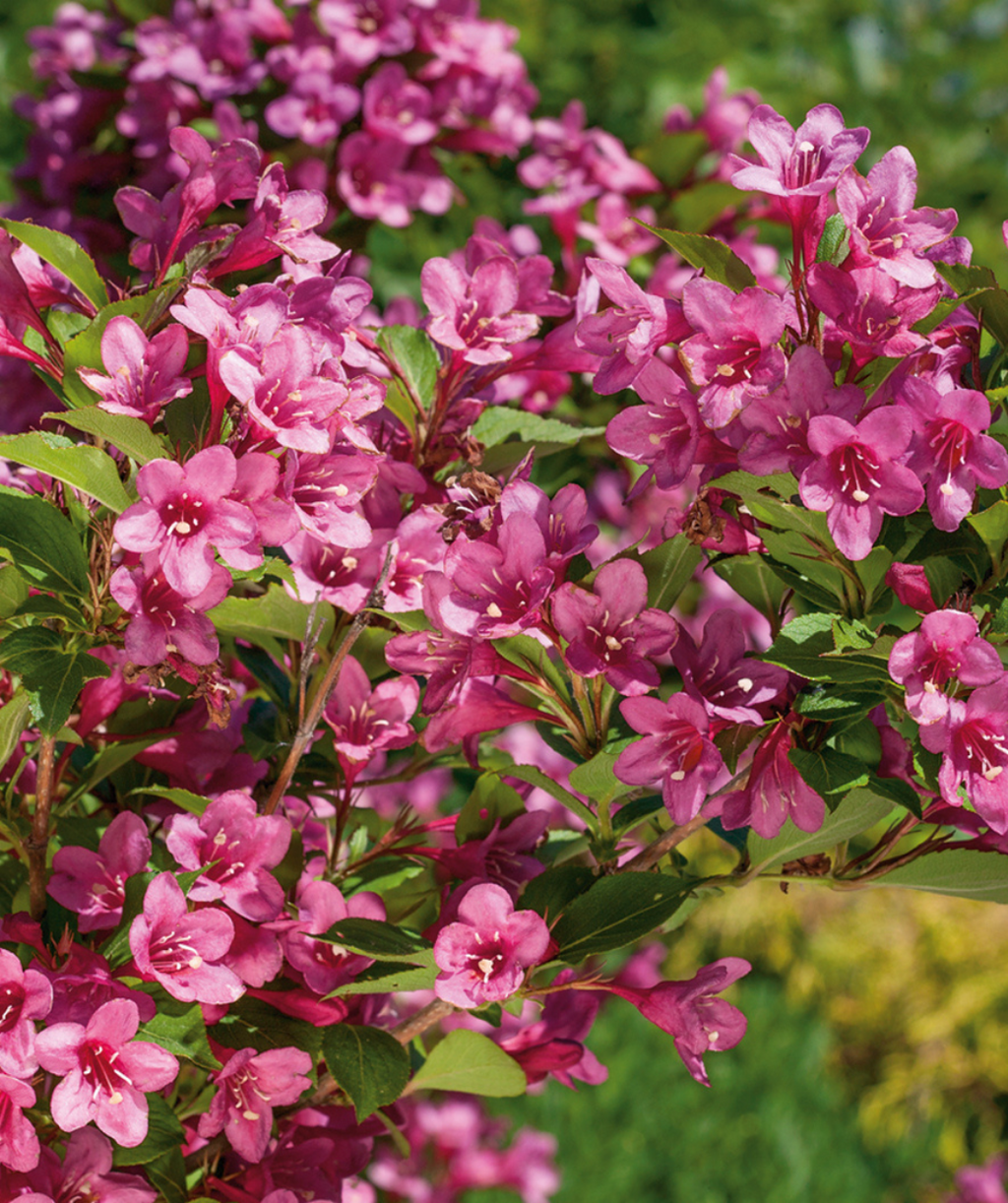 Sonic Bloom® Pink Reblooming Weigela in Bulk