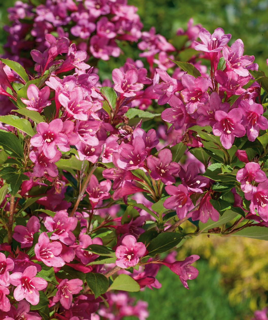 Sonic Bloom® Pink Reblooming Weigela in Bulk
