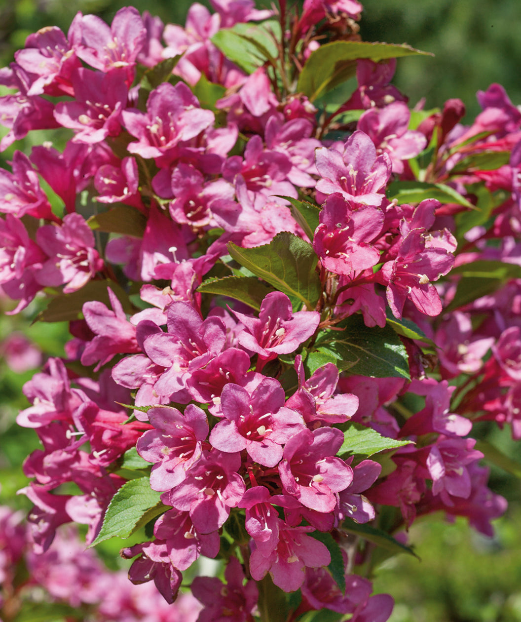 Sonic Bloom® Pink Reblooming Weigela in Bulk