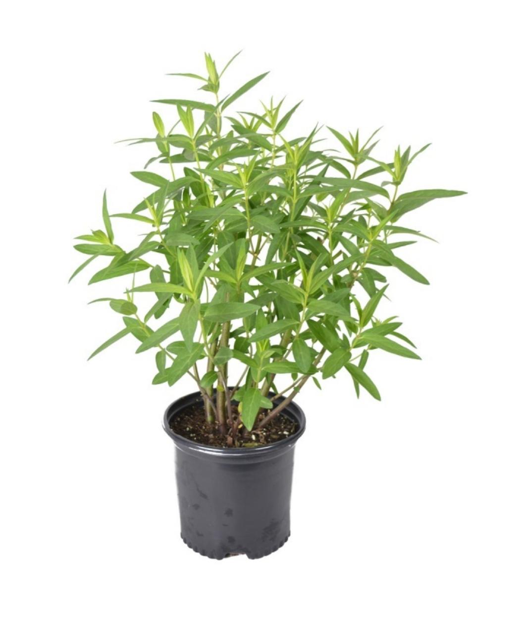 Soulmate Swamp Milkweed product shot on white, long narrow light green leaves and stems