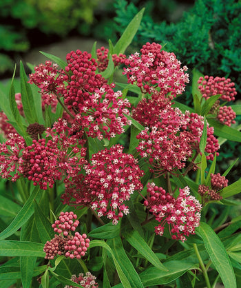 A closeup of the Soulmate Swamp Milkweed red-pink flowers as they open to white against the bright green foliage