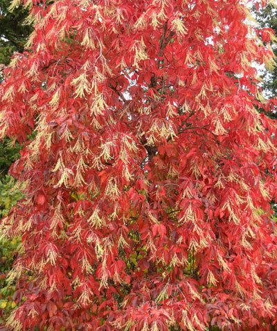 A large Sourwood tree planted in a landscape, covered in the brilliant red fall color and the residual white blooms from summer