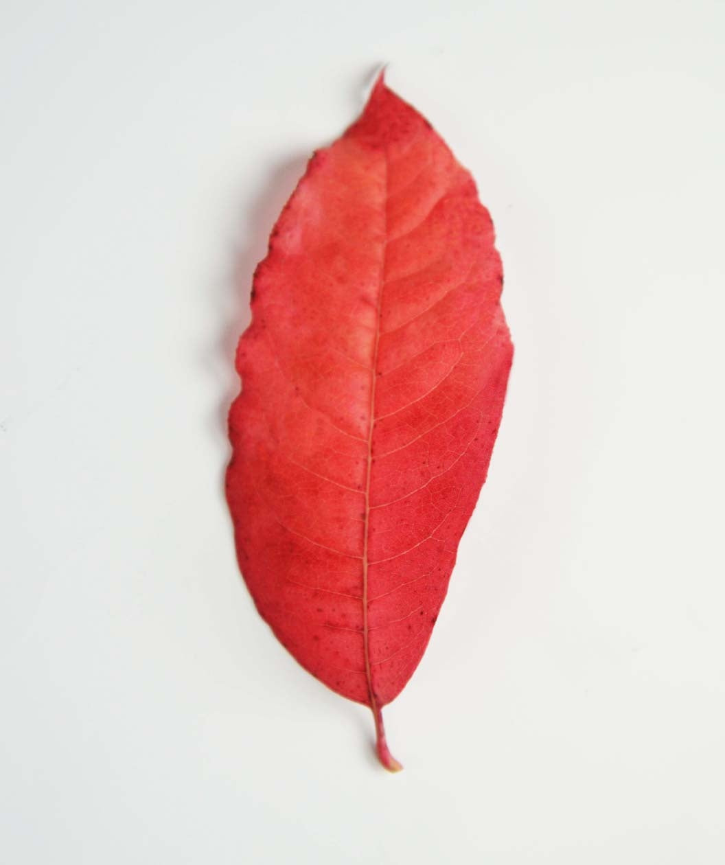 A single, bright red fall colored leaf of the Sourwood on a white background