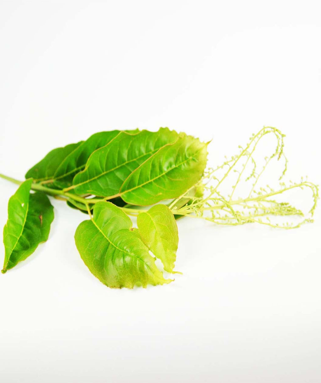 The green leaves of the Sourwood with the long flower buds on a white background