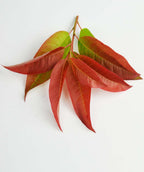 A branch of the Sourwood on a white background, showing the foliage transitioning from bright green to a brilliant red fall color