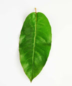 A single green, oval shaped leaf of the Sourwood on a white background