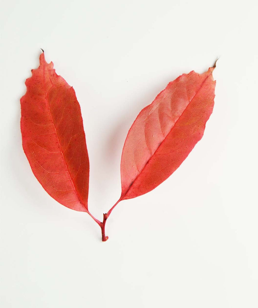 Two oval shaped, bright red fall leaves of the Sourwood on a white background
