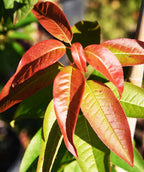 A closeup of the Sourwood leaves as they begin to transition from green to red fall color