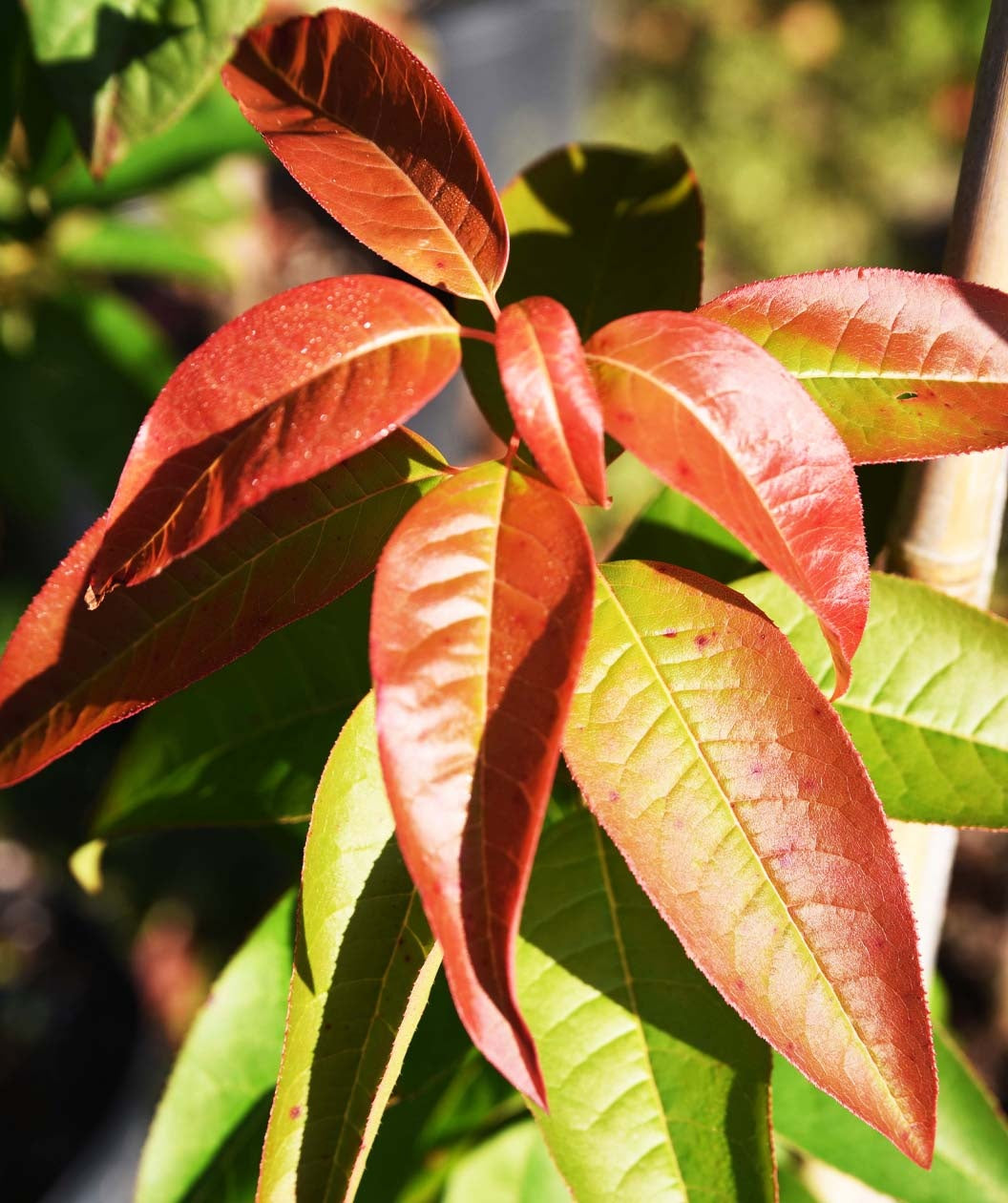 Sourwood | XL TREE | 5-6 ft. tall | Ships in