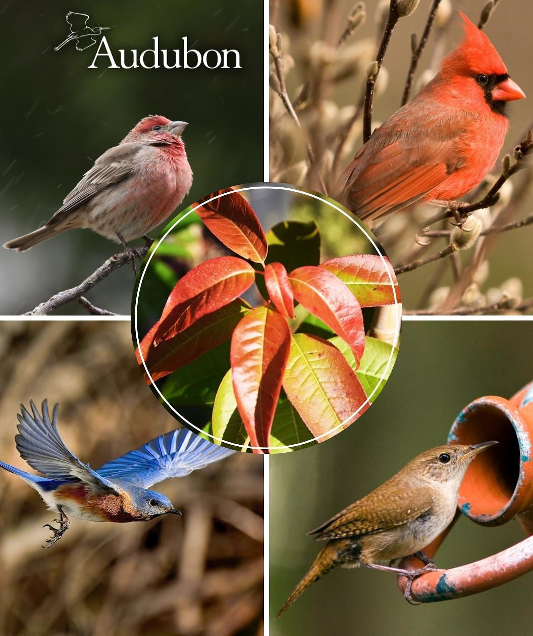 Audubon® Native Sourwood