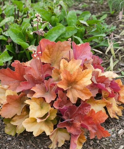 Southern Comfort Coral Bells planted in a landscape, Brightly colored foliage ranging from greens and yellows to reds and purples