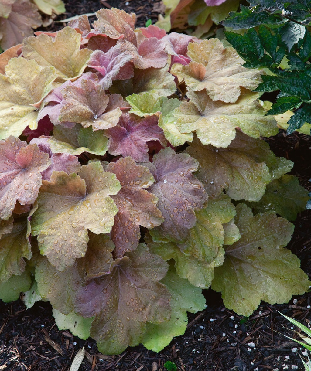 Southern Comfort Coral Bells planted in a landscape, colorful foliage ranging from greens and yellows to reds and purples all in this one plant