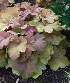 Southern Comfort Coral Bells planted in a landscape, colorful foliage ranging from greens and yellows to reds and purples all in this one plant