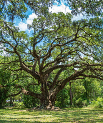 Southern Live Oak growing in a landscape, large oak tree with crazy branching makes this a great shade tree