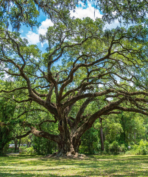 https://bowerandbranch.com/cdn/shop/products/SouthernLiveOak_jpg_480x.jpg?v=1663771087