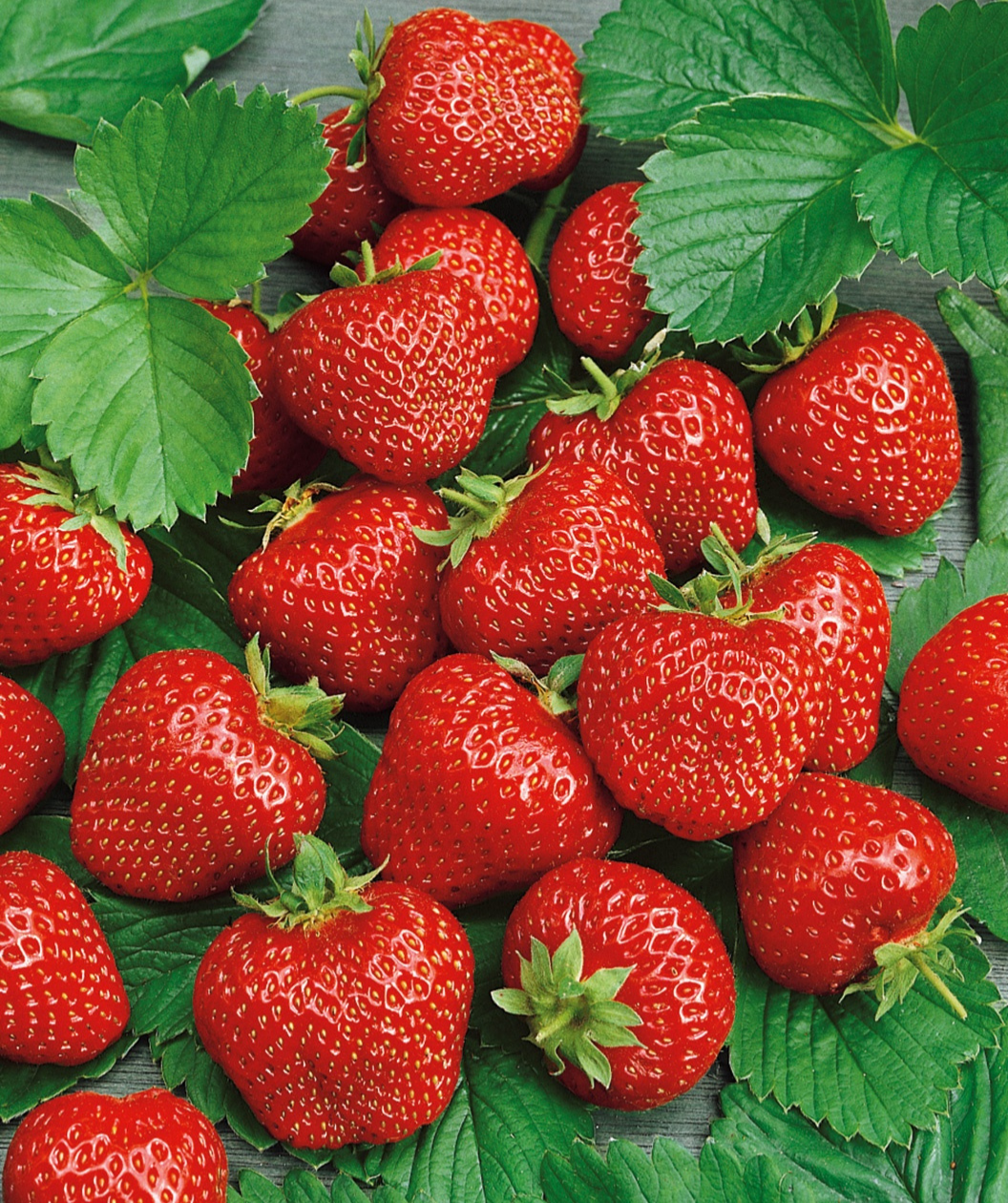 sparkle strawberry seeds Sparkle Strawberry