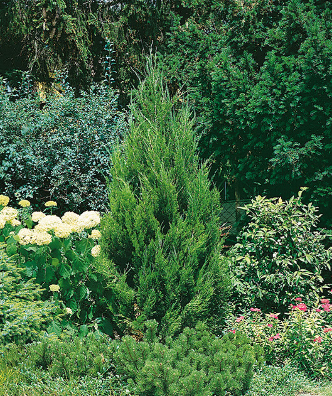 Spartan Chinese Juniper growing in a landscape, pyramidal with deep green evergreen foliage