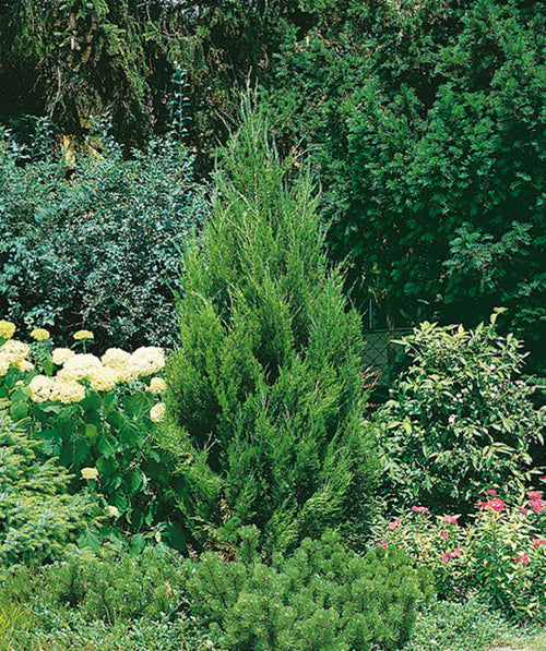 Spartan Chinese Juniper growing in a landscape, pyramidal with deep green evergreen foliage