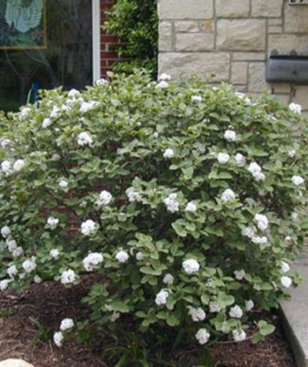 Spice Island Koreanspice Viburnum white flowering shrub planted in patio garden bed