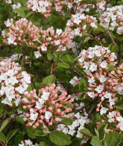 Spice Island Koreanspice Viburnum white flowers and light pink buds with almond-shaped green leaves