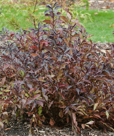 Spilled Wine Weigela planted in a landscape, some light green and even orangeish colored foliage is visible in the middle while the rest of the foliage is dark red almost purple in color