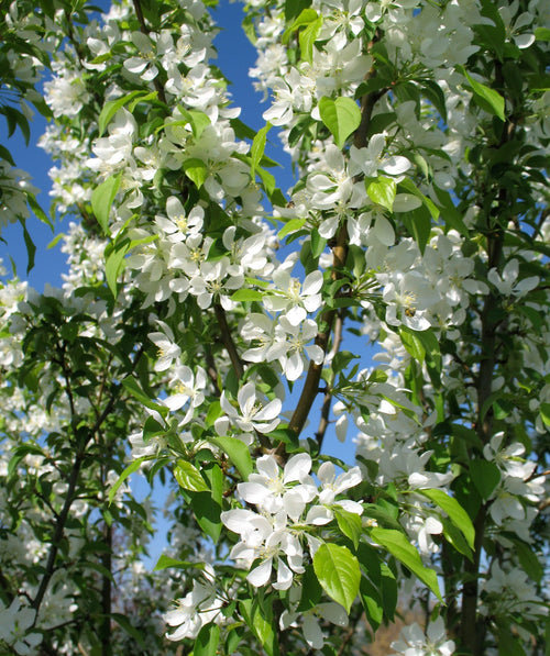 Close up of Spring Snow Flowering Crabapple foliage, small white fragrant flowers emerging from green conical shaped leaves on golden colored branches