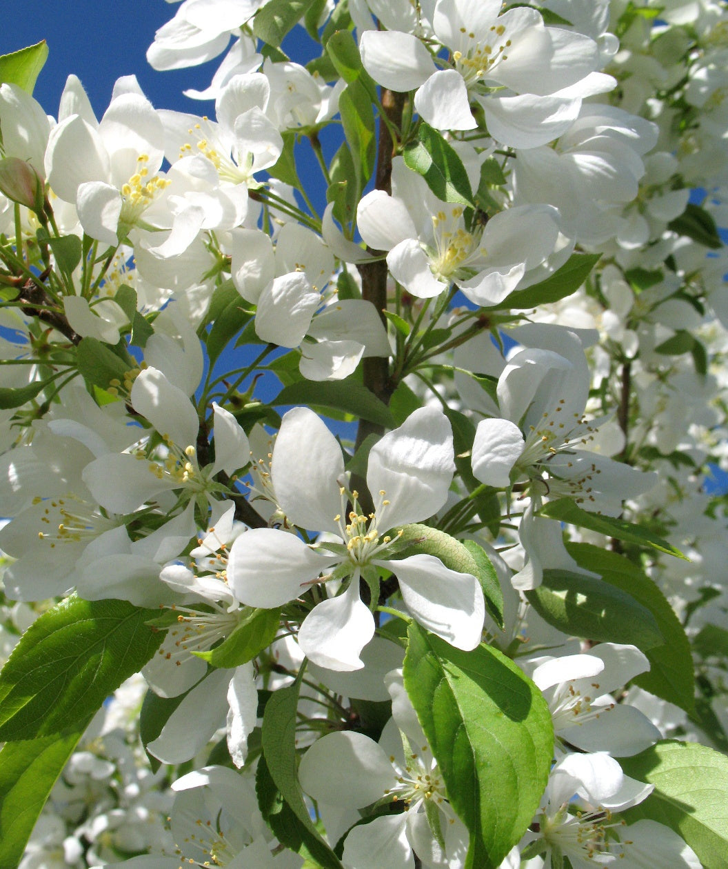 Spring Snow® Flowering Crabapple
