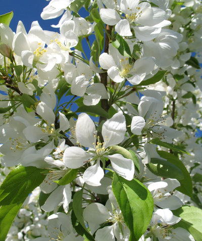 Close up of Spring Snow Flowering Crabapple flowers, small fragrant white flowers