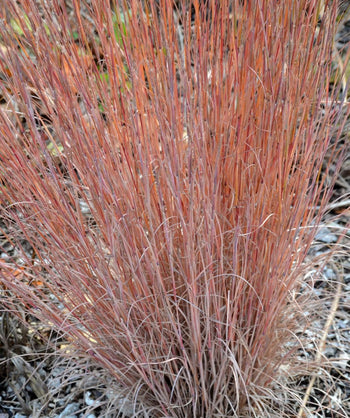 Close up of Standing Ovation Little Bluestem in a fall landscape, in fall the grass like shoots turn to shades of orange, red, and even some light purple