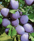 Close up of Stanley European Plum, cluster of small round purple fruits hanging from a tree with green conical shaped leaves