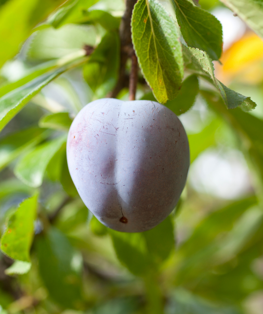 Close up of Stanley European Plum, small round purple fruit hanging from a tree