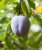 Close up of Stanley European Plum, small round purple fruit hanging from a tree