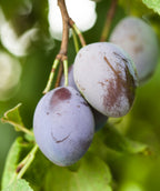 Close up of Stanley European Plum, small round purple fruits hanging from a tree