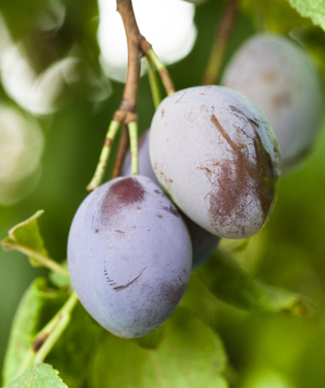 Close up of Stanley European Plum, small round purple fruits hanging from a tree
