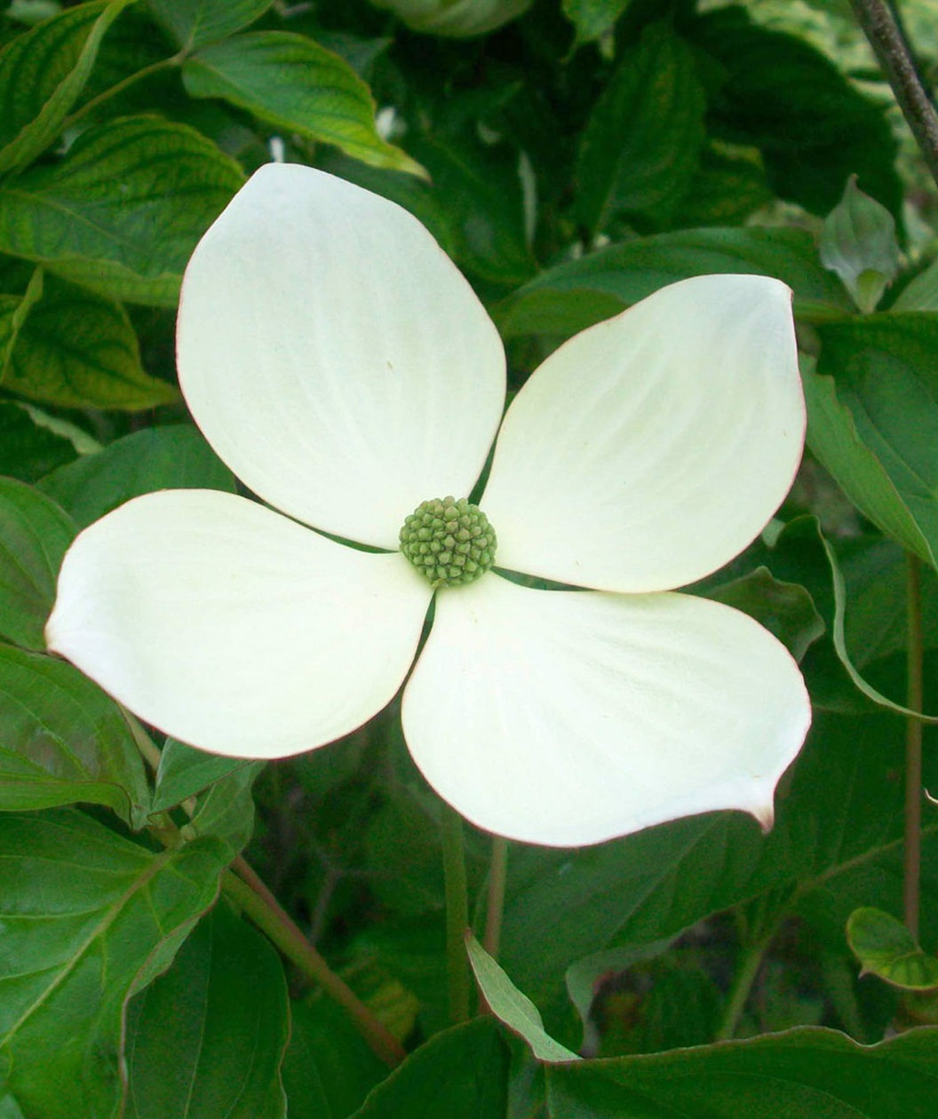 Starlight® Dogwood