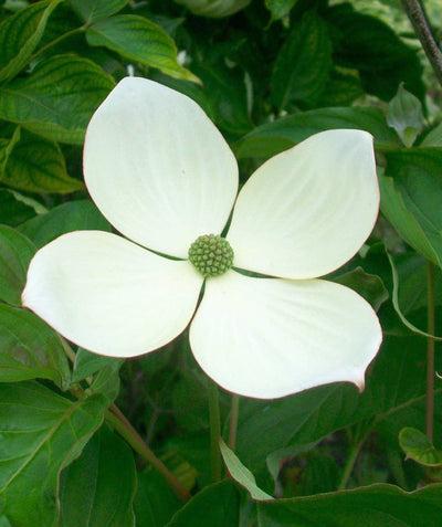 A closeup of the extra large, 5 inch, pure white bloom of the Starlight Dogwood, with the dark green leaves in the background