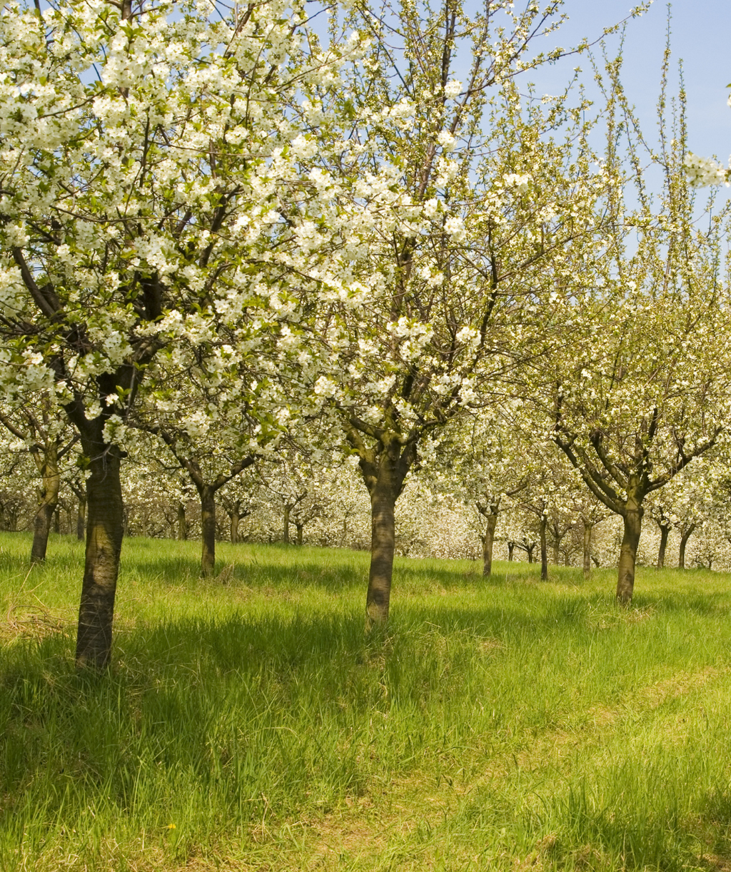 Stella Sweet Cherry grove, slightly upright branched tree covered in small white fragrant flowers