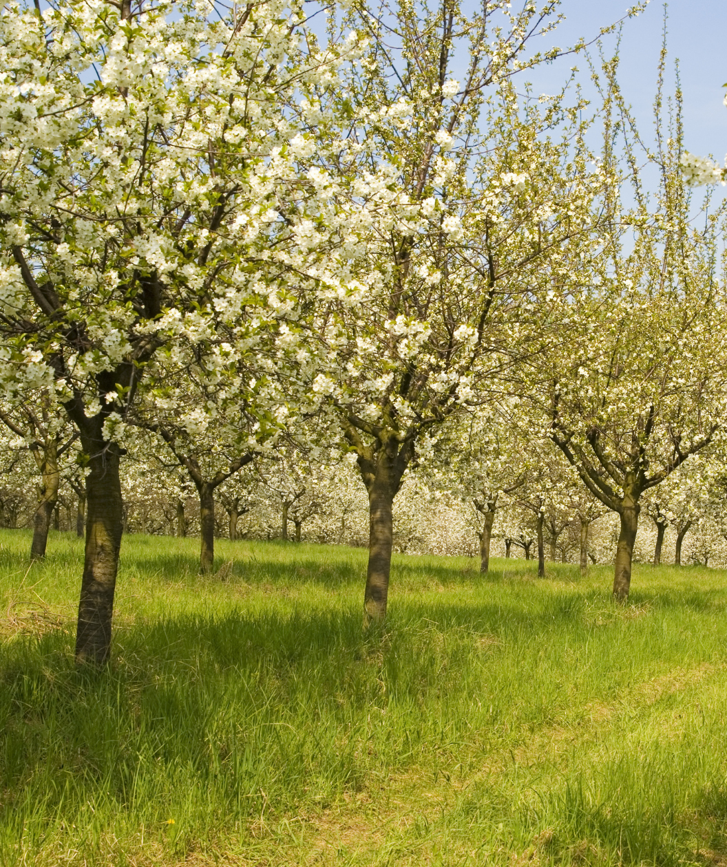 Stella Sweet Cherry grove, slightly upright branched tree covered in small white fragrant flowers