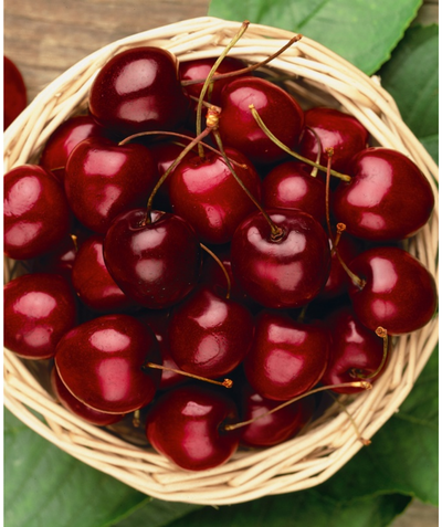 A basket of Stella Sweet Cherries, lots of round red cherries