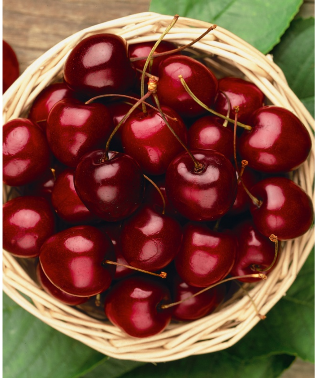 Stella Sweet Cherry fruits in bowl