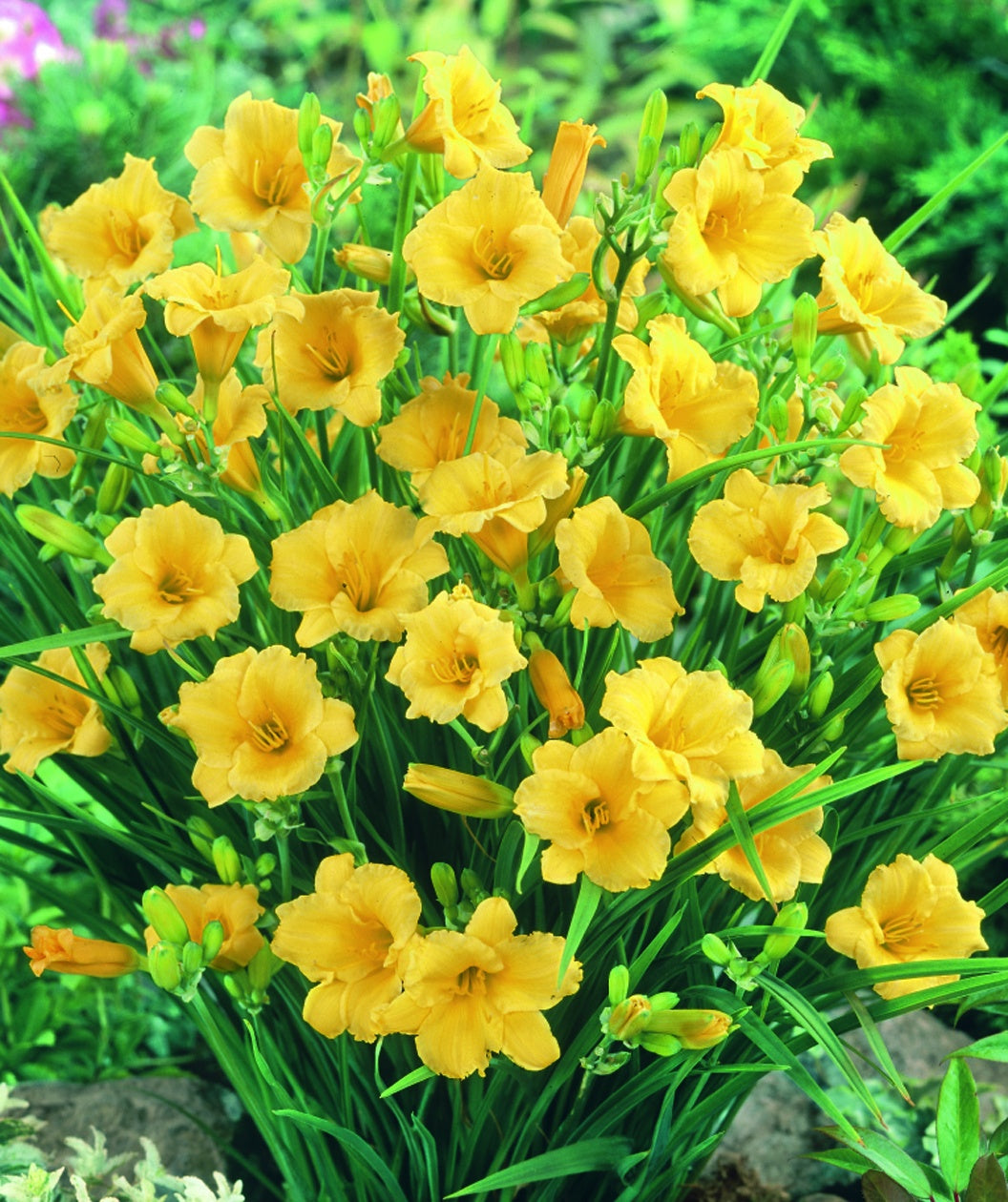 Stella de Oro Daylily yellow flowers in landscape