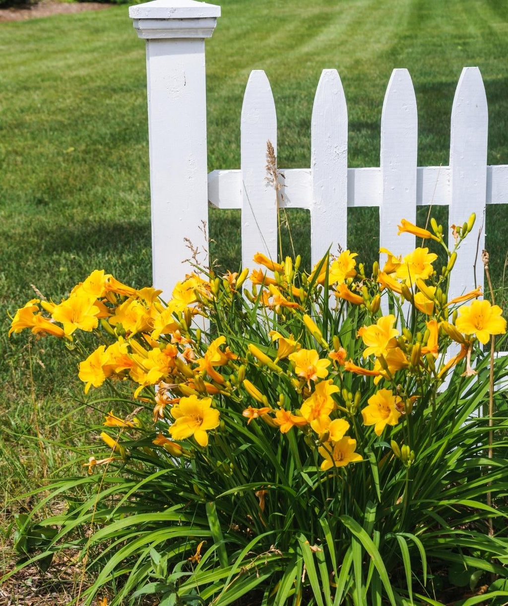 Stella de Oro Daylily perennial in bright yellow flowers in the summer landscape