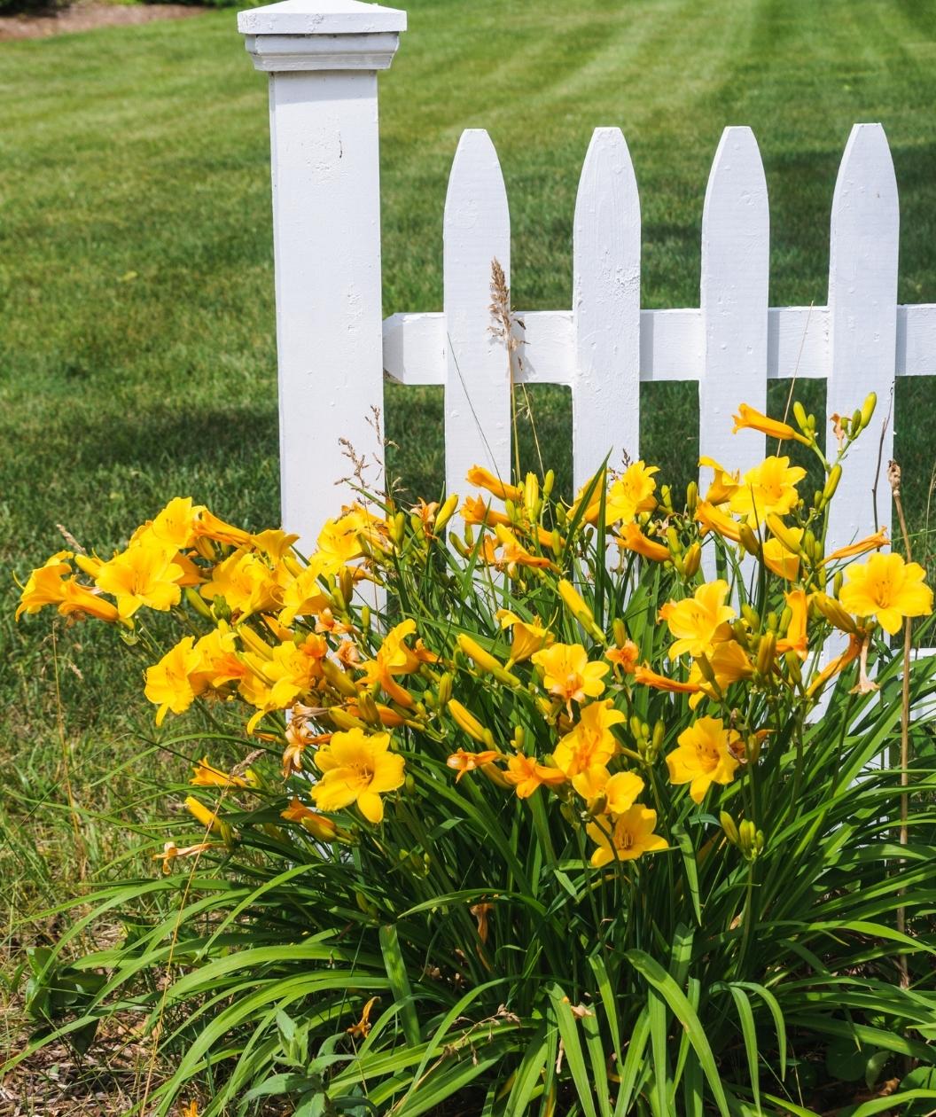 Stella de Oro Daylily perennial in bright yellow flowers in the summer landscape